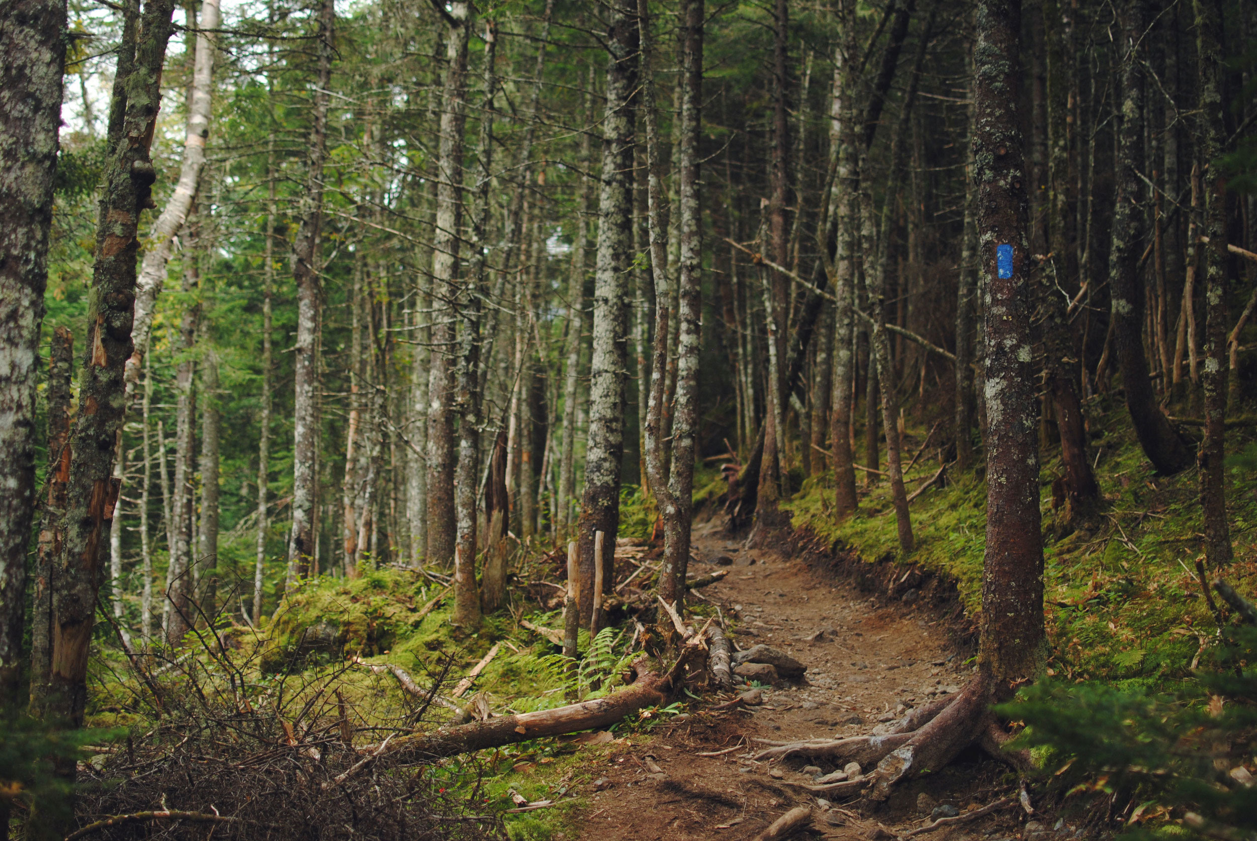 Forest trail in White Mountains